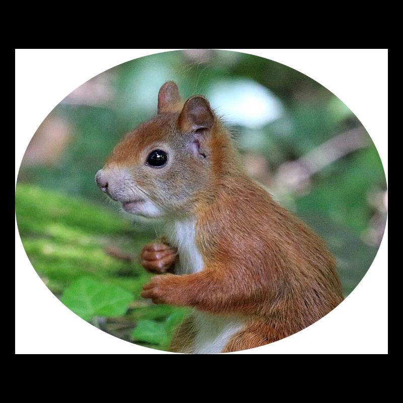 Eichhörnchen, Isibat