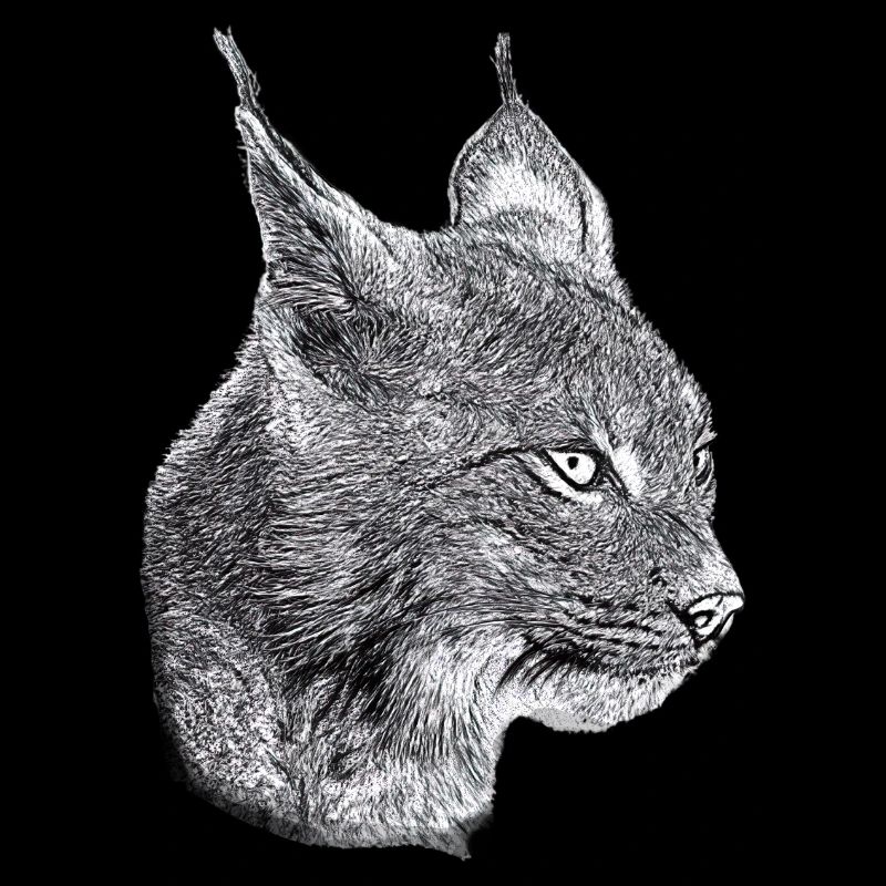 Lynx Cat Freedom Chat sauvage Chat