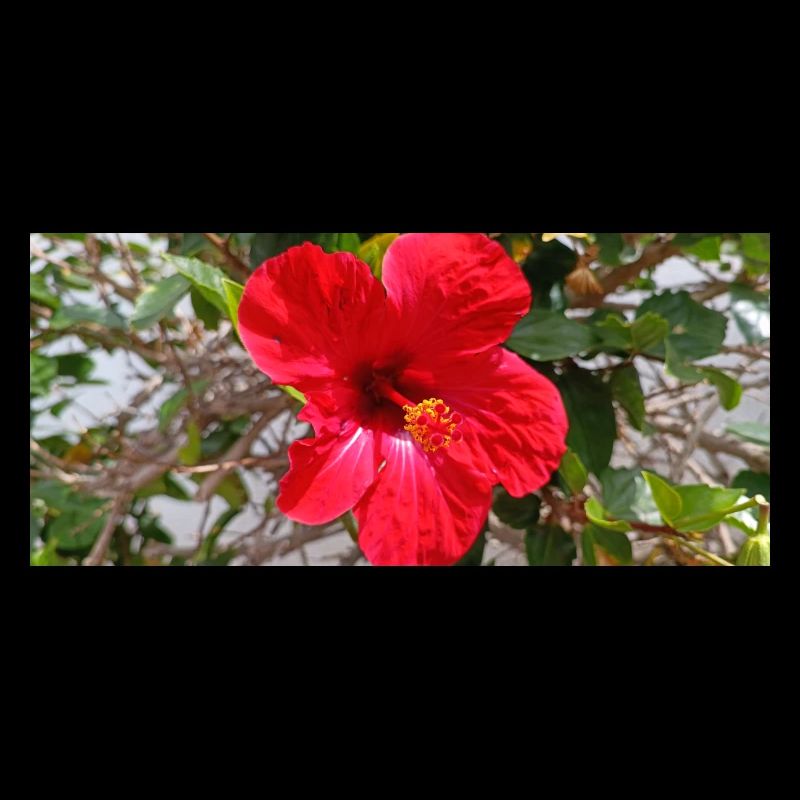 Fleur canarienne