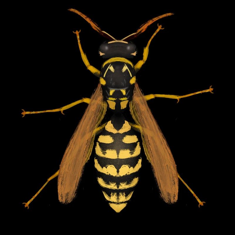 wasp