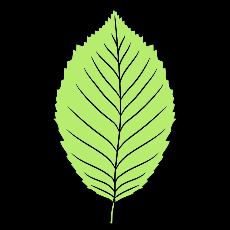 beech leaf tree plant shape clip art design forest