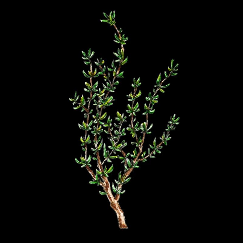Thymian