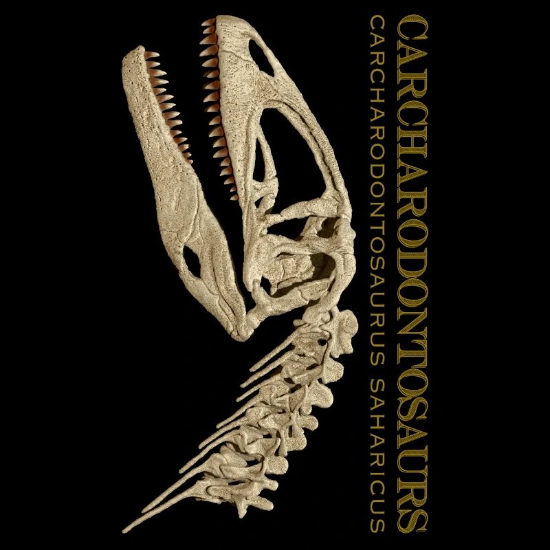 Carcharodontosaurus Schädel Fossil bone
