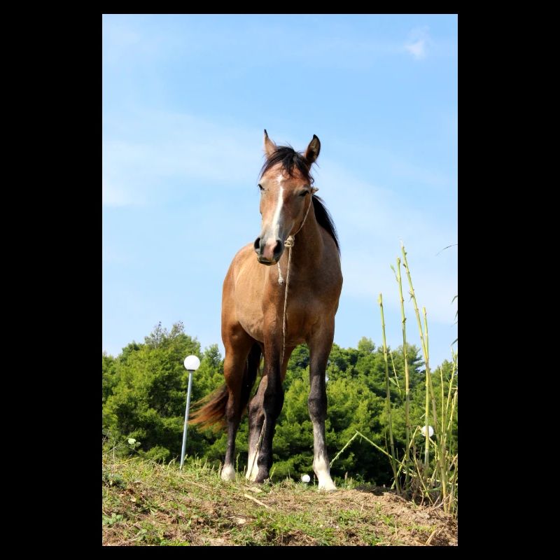Pferd Pferdeposter