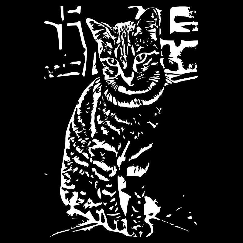 Chat Blanc Blanc Chats Chaton Mignon Cadeau