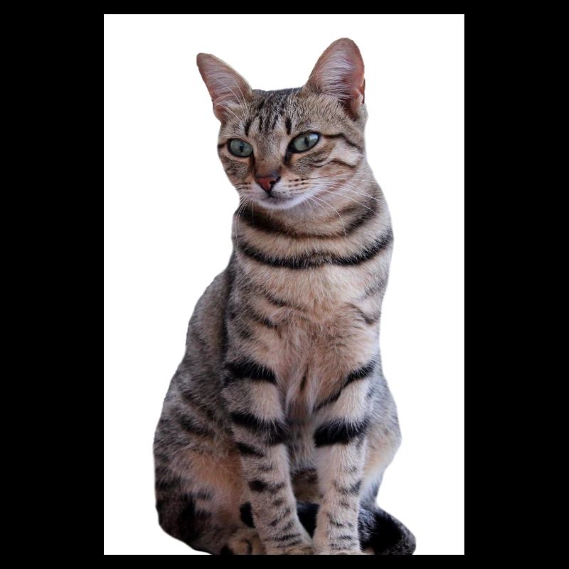 Chat chat noir chaton