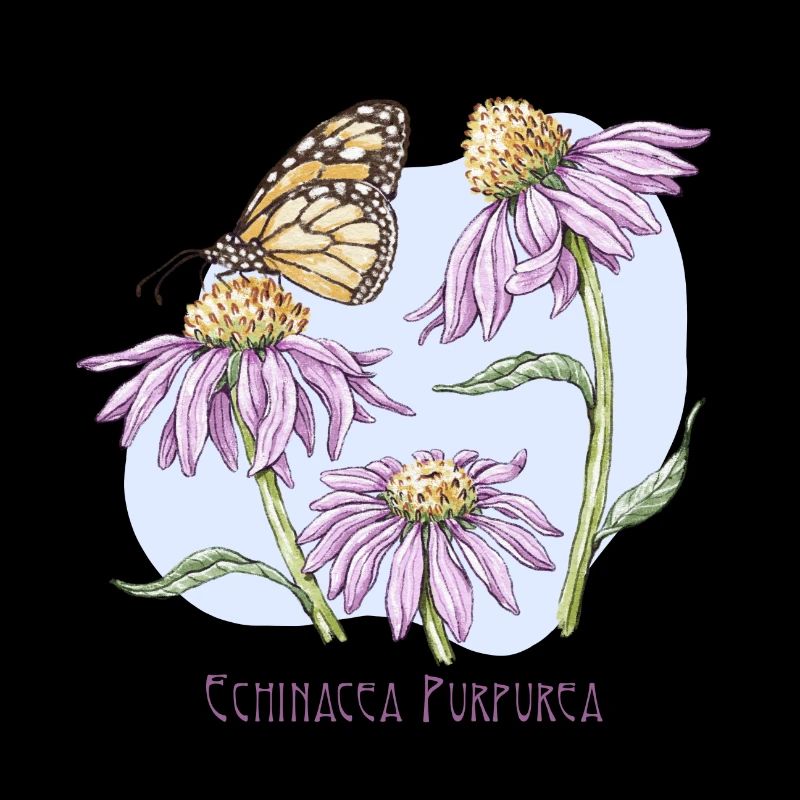 Purple coneflower botanical drawing