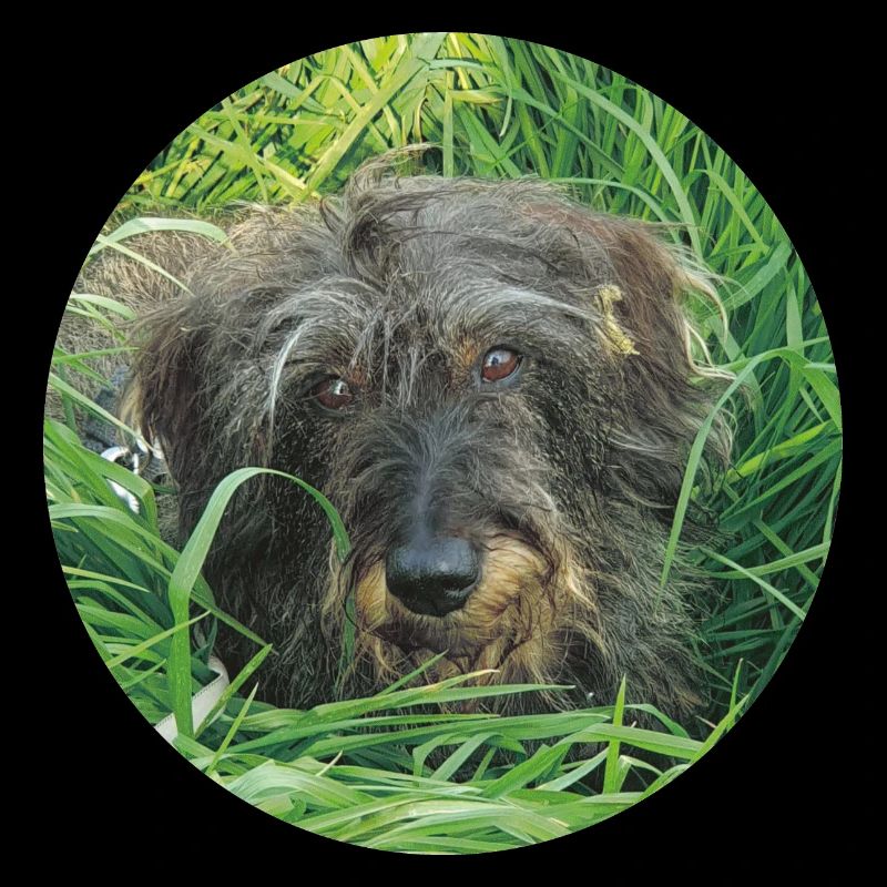 Teckel mignon à poil dur - teckel à poil dur teckel