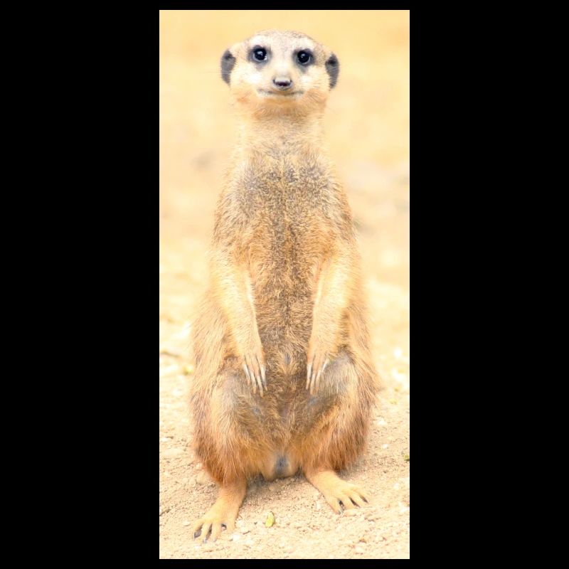 Erdmännchen