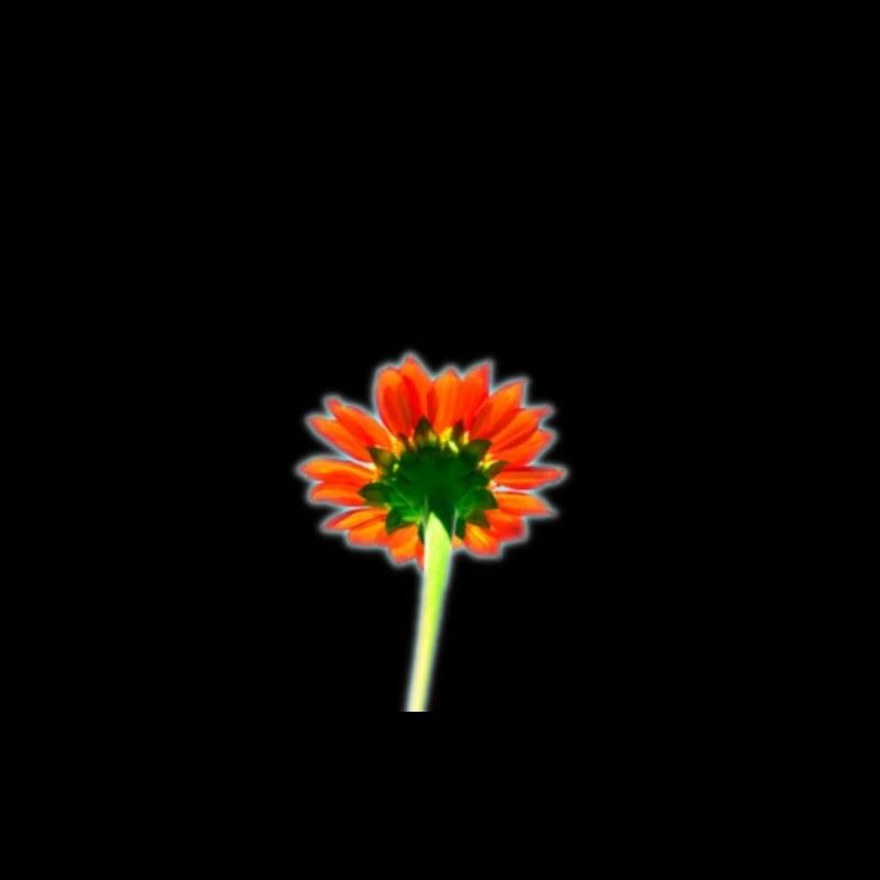 Simple red flower
