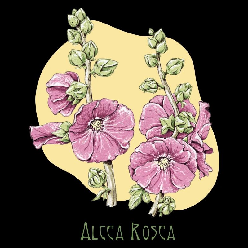 Mallow pink botanical drawing