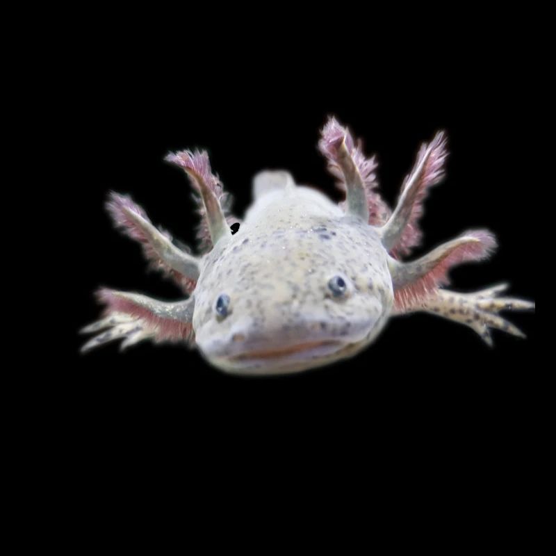 Axolotl