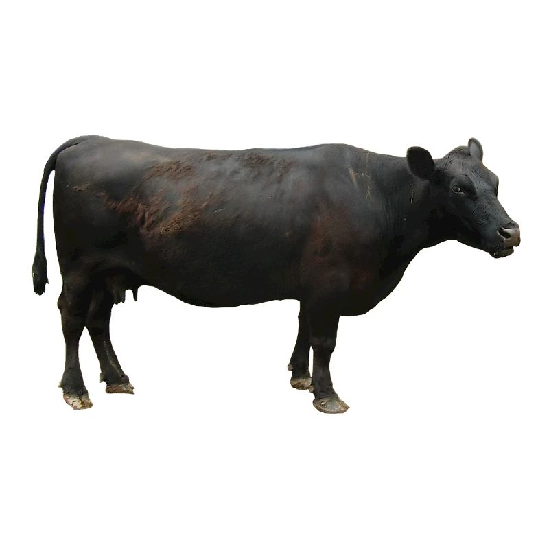 Boeuf noir