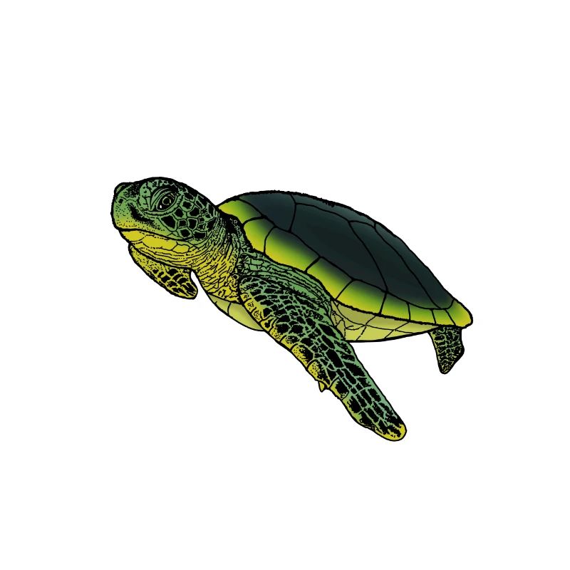 Old turtle with experience gift idea animals