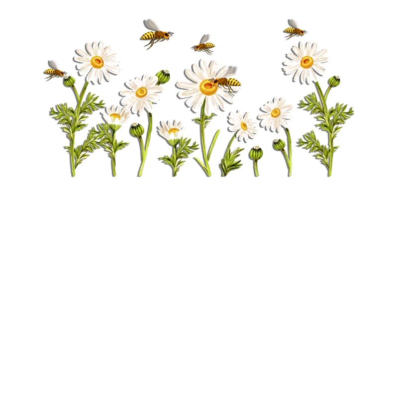 Marguerites Gänseblümchen Sommer Gänseblümchen Blumengarten