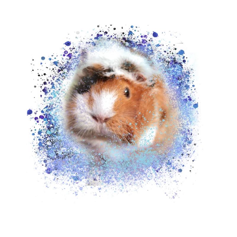 cochons d’Inde, graffitis, cochons d’Inde rosette