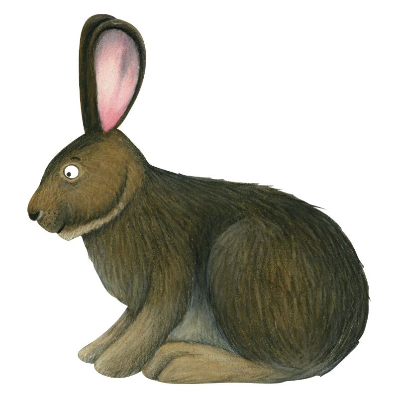 Prairie Rabbit