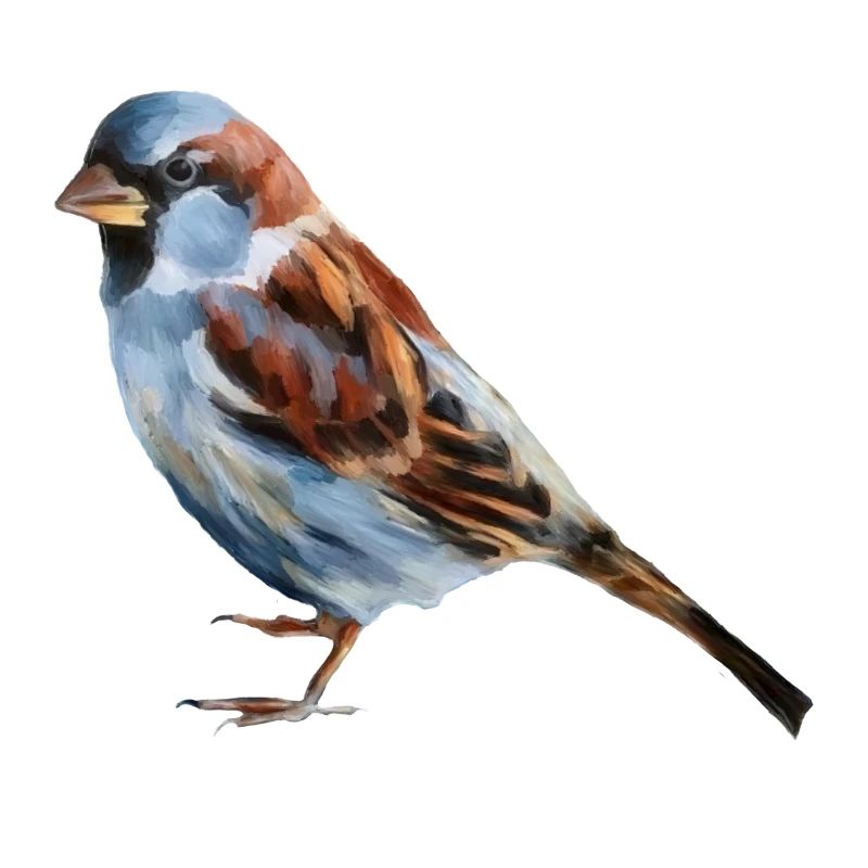 Vogel Spatz 