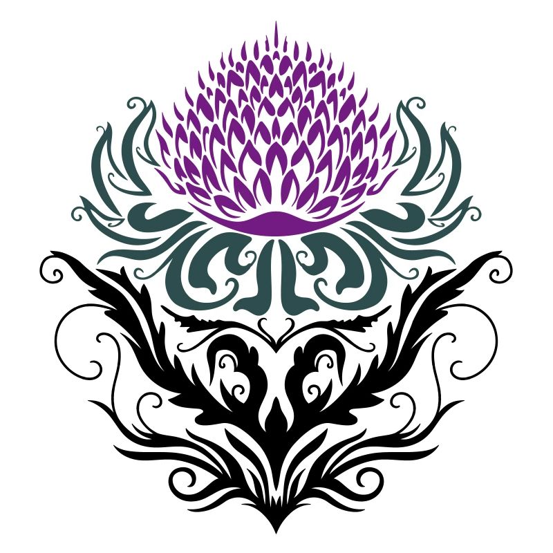 Chardon pourpre Chardon