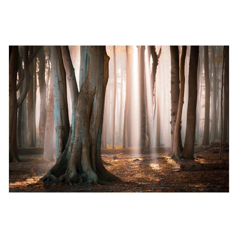 Forest light: Rays of sunshine in the cloud forest
