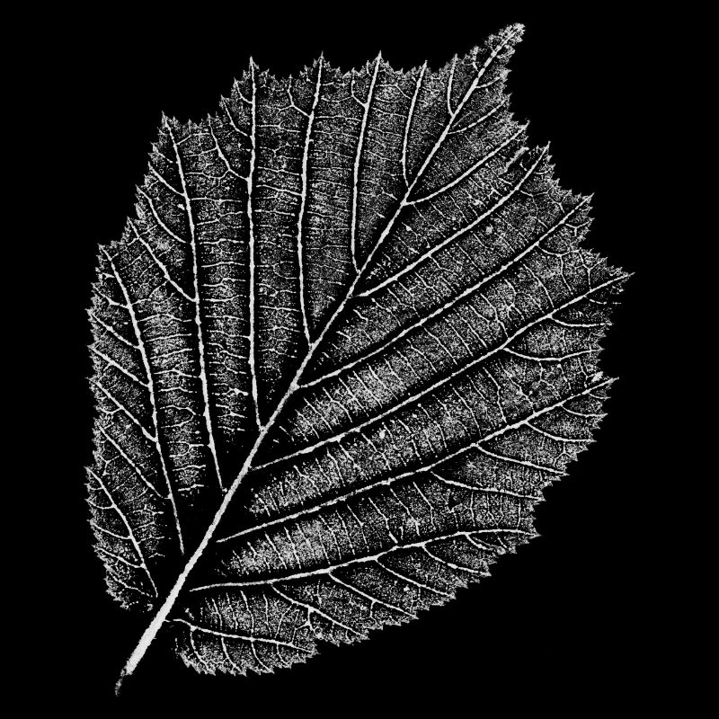 Blatt / Hasel / Haselnuss