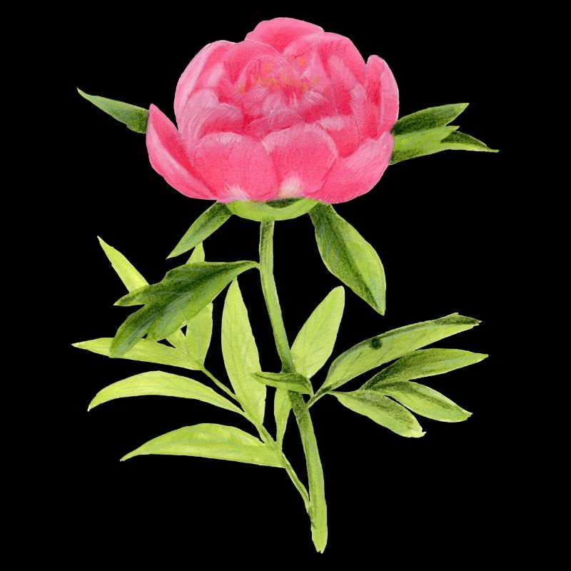 Pfingstrose