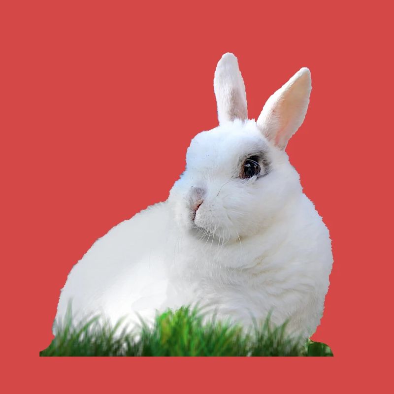 Rabbit Rabbit Easter Easter Animal Fauna