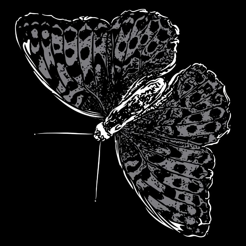 Aile de papillon Papillon Papillon