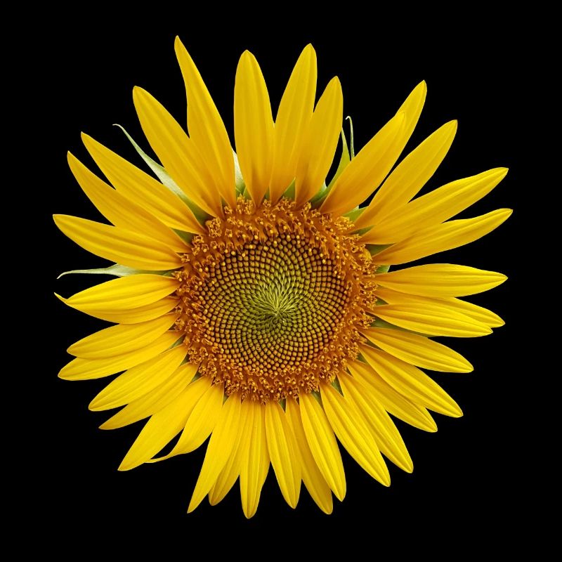 tournesol