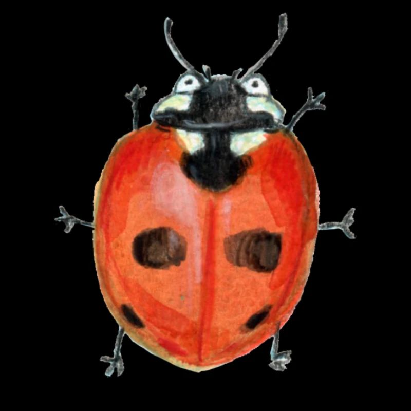 Coccinelle à cinq points