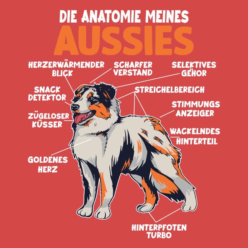 Australian Shepherd Aussie Anatomie Aussie