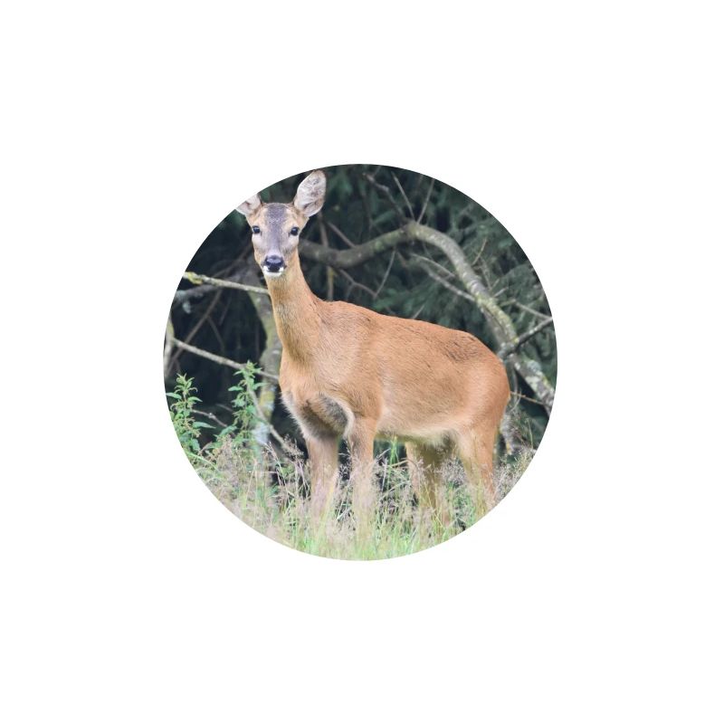 Forêt de cerfs