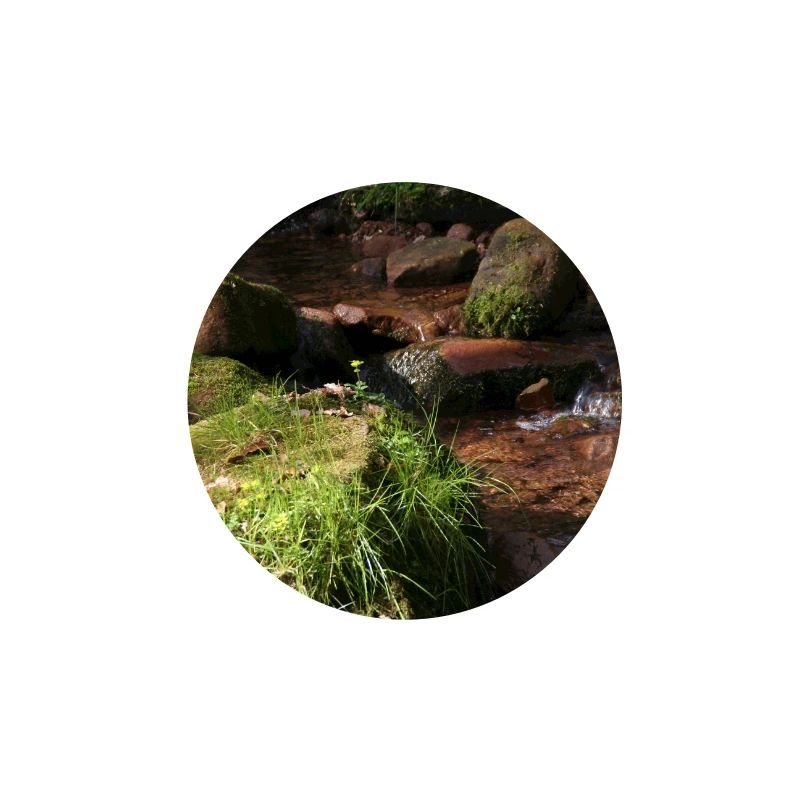 Black Forest Forest Stream