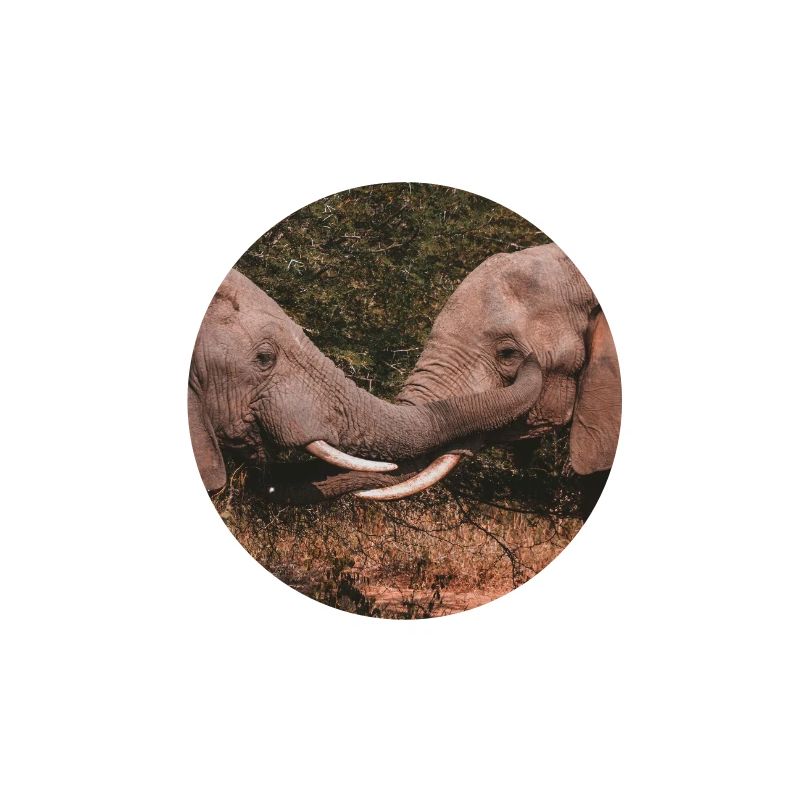 Elephants Intertwining Trunks 
