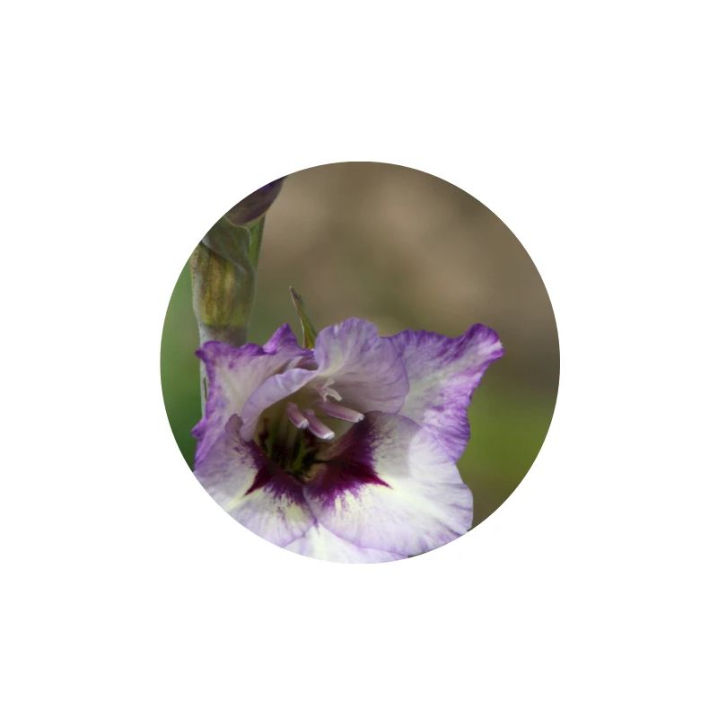 Gladiole – Stärke in Blüte