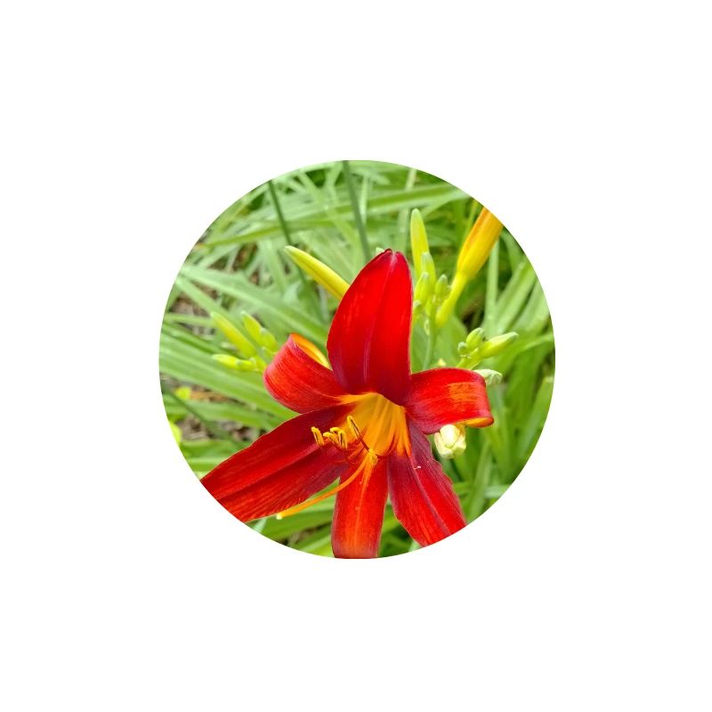 LYS DE FEU