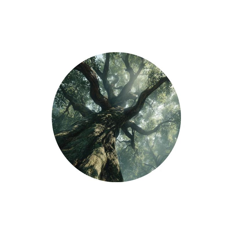 Ancient Forest Light