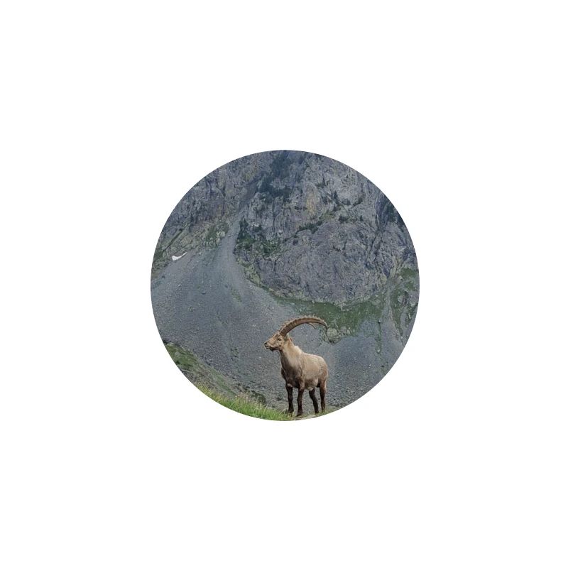 Steinbock