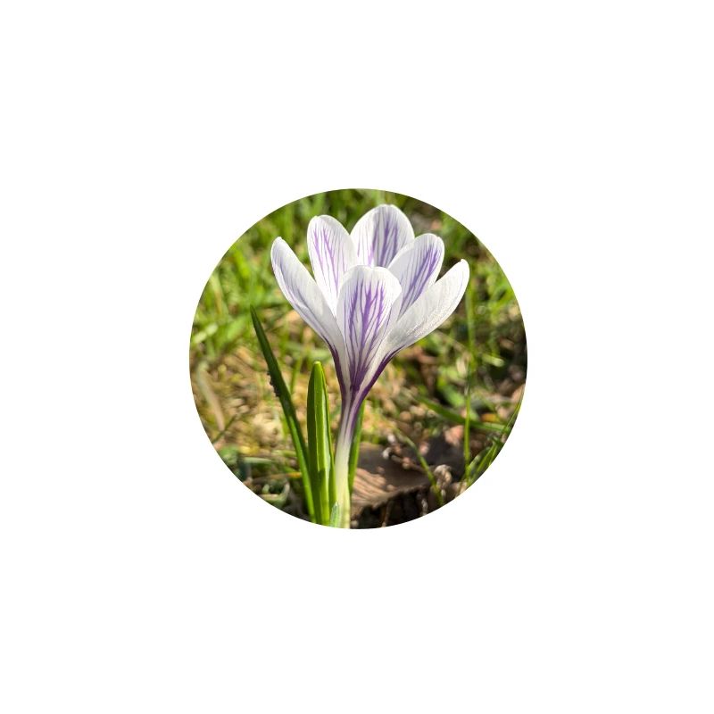crocus