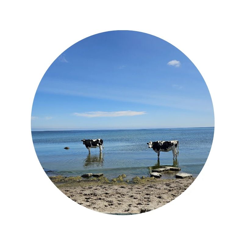 Vacation, muuu