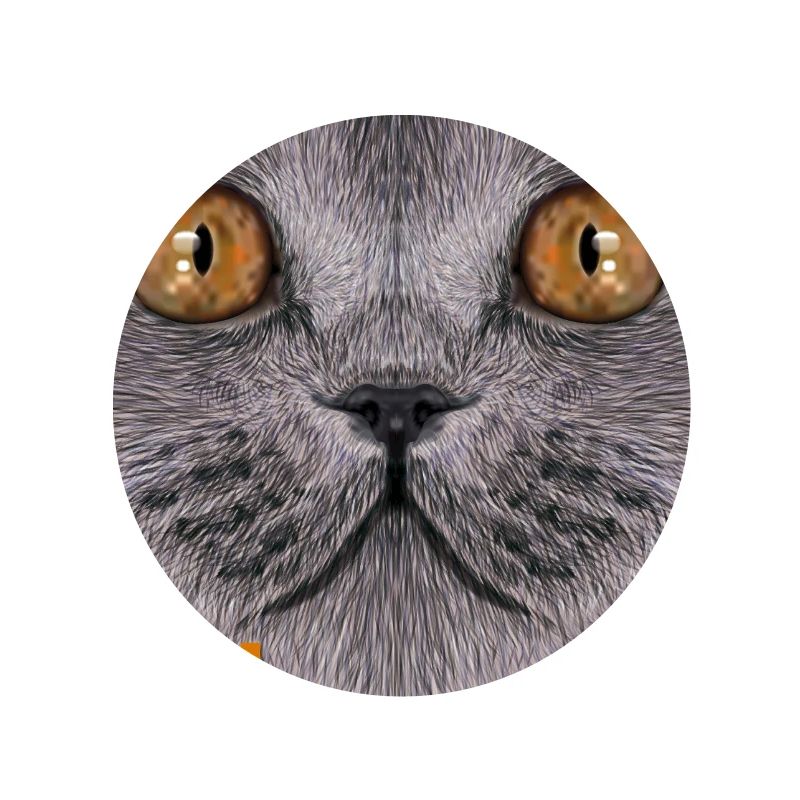 Britisch-Kurzhaar-Katze