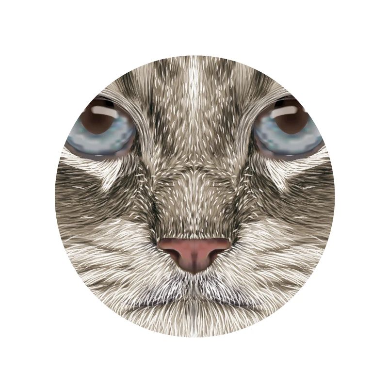 Siberian Cat