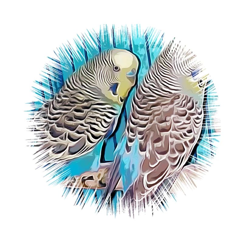 budgerigar