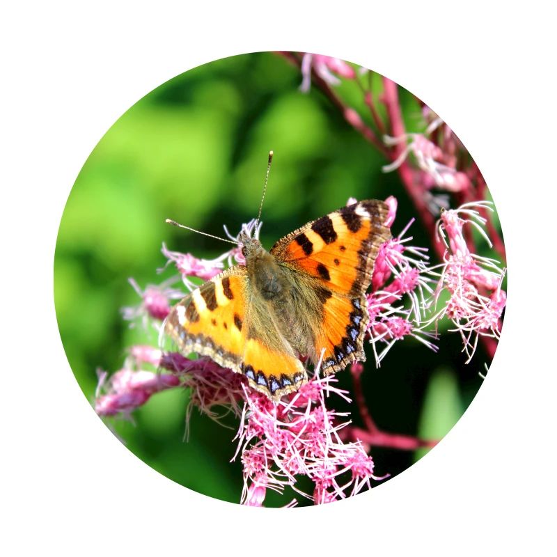 Schmetterlinge