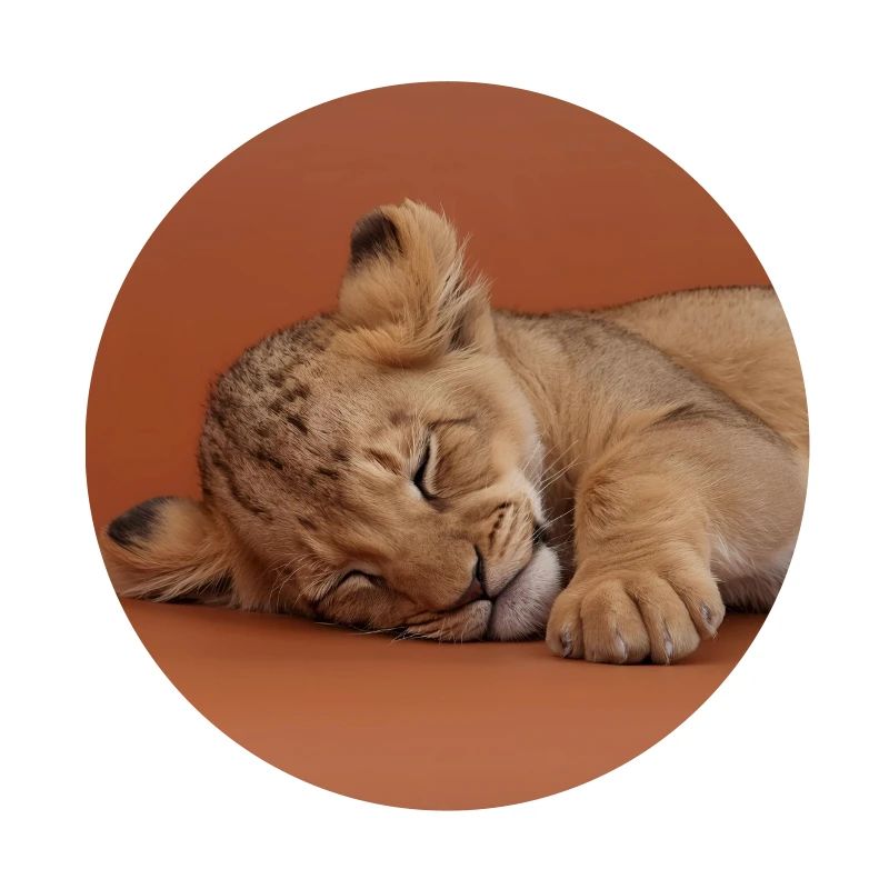 Sleeping cheetah cub