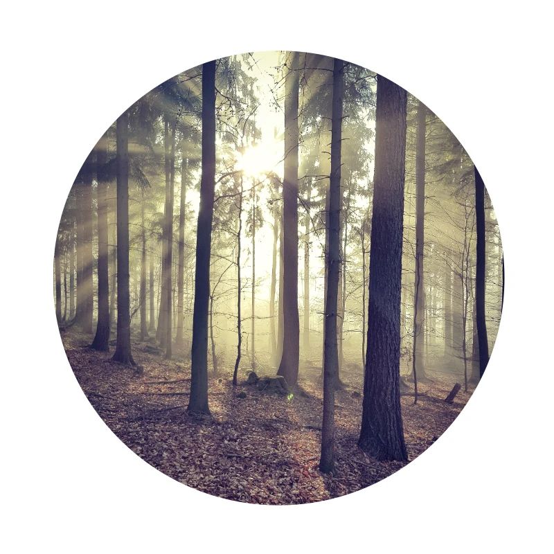 Rayons de soleil Lumière de la forêt