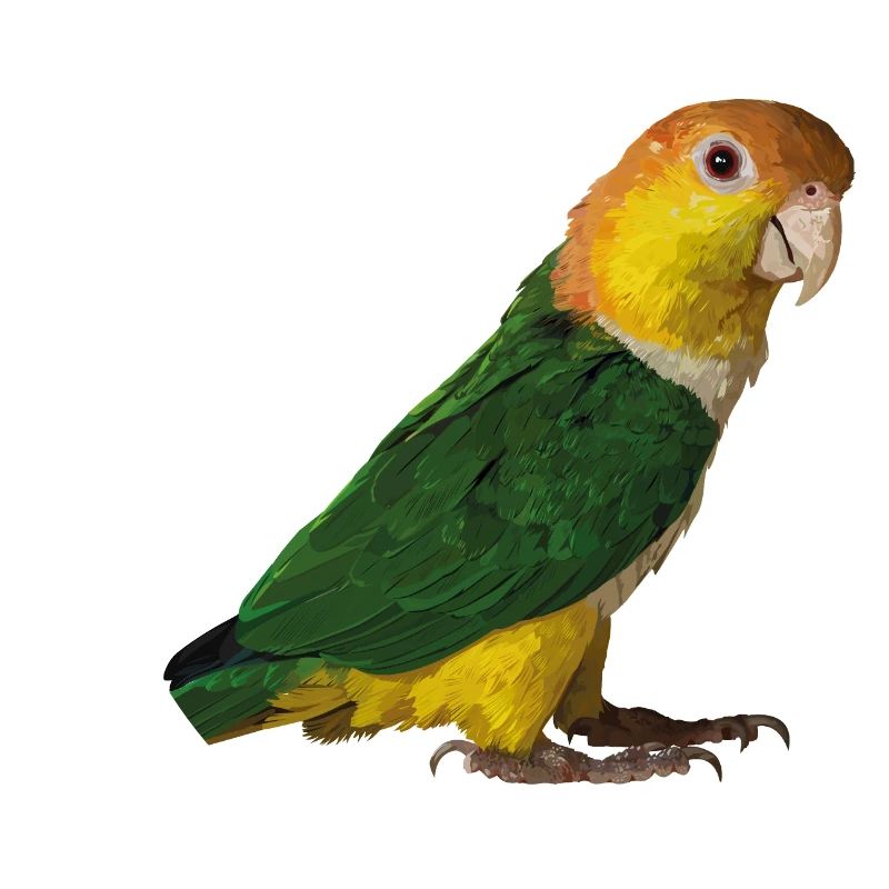 caique