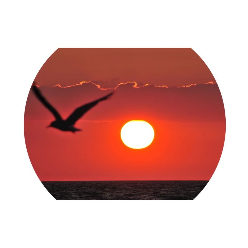 Abendrot mit Möwe