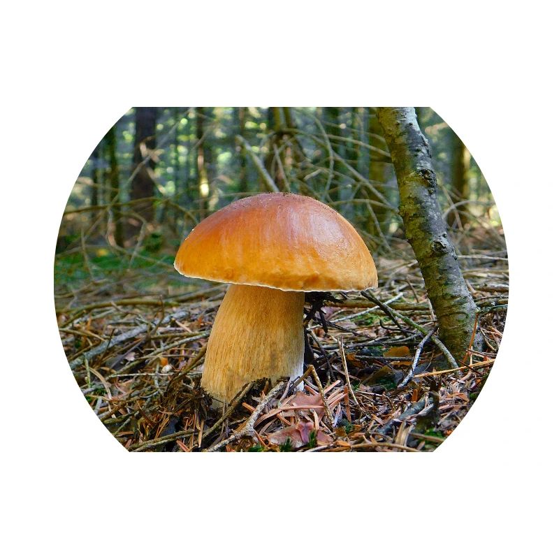 Cep.