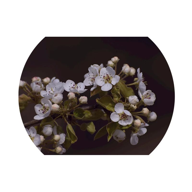 Apple blossoms.